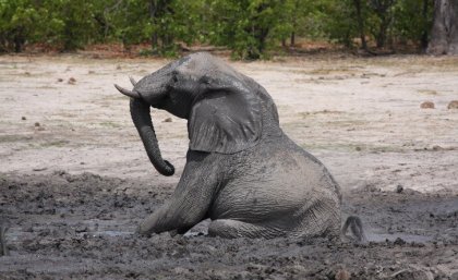 Research to keep elephants in captivity on their feet